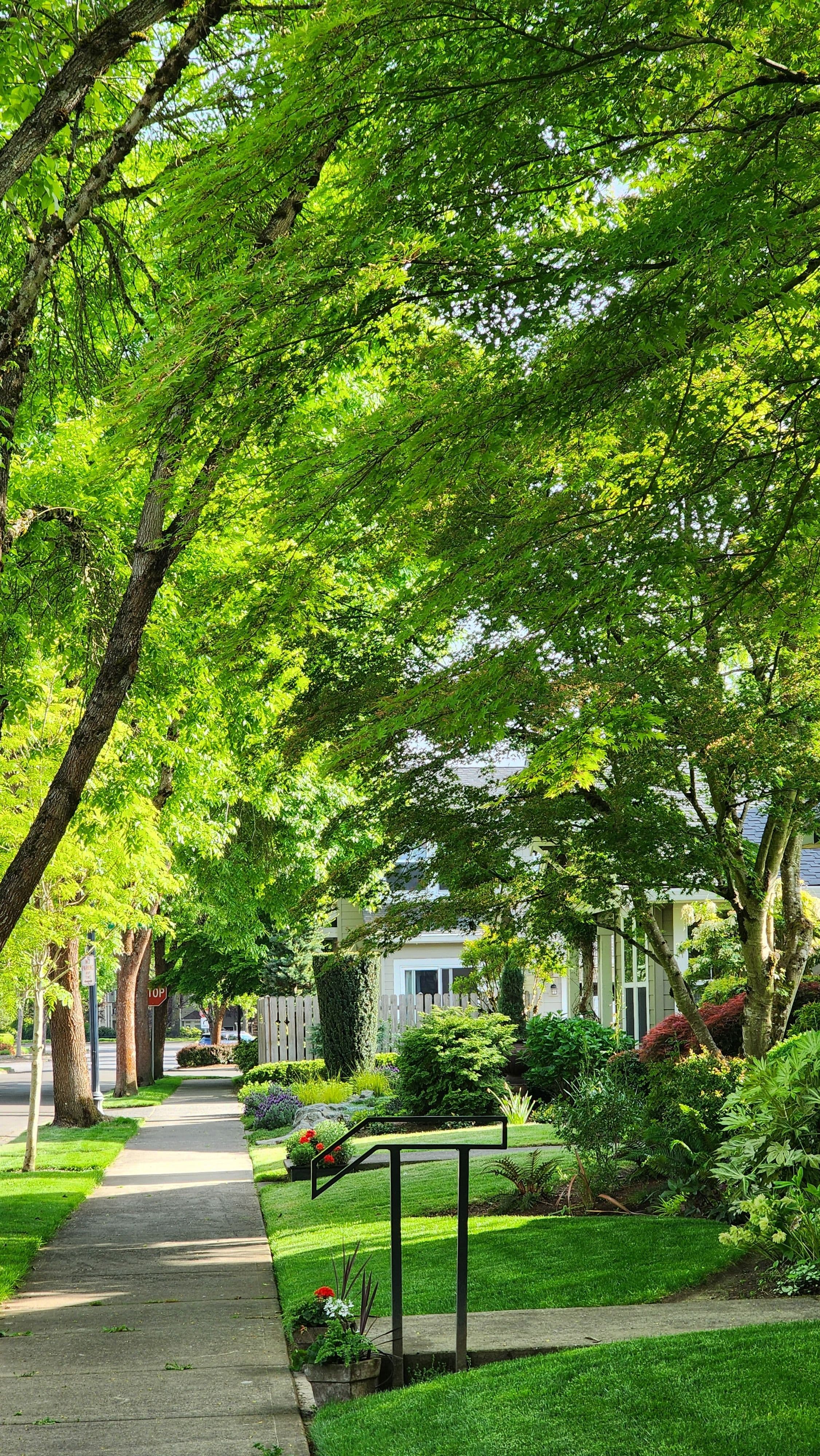 A neighborhood street framed by trees